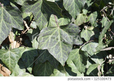 Common ivy Common ivy 125100473