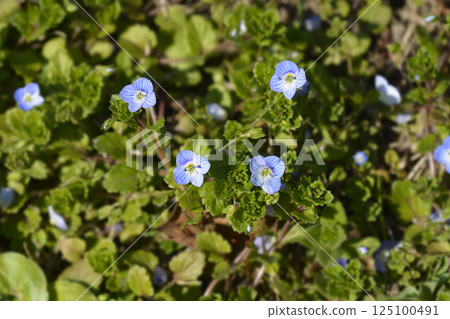Birdeye speedwell 125100491