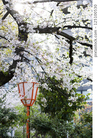 Cherry blossoms and Kyoto lanterns Cherry blossoms and Kyoto lanterns 125100530