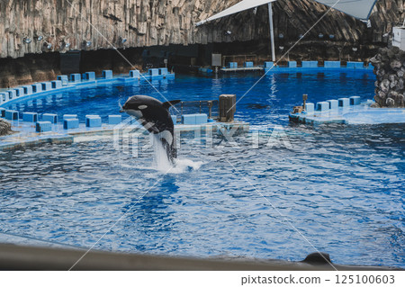 名古屋港水族館的虎鯨 名古屋港水族館的虎鯨 125100603