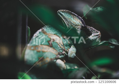 chameleon 125100606