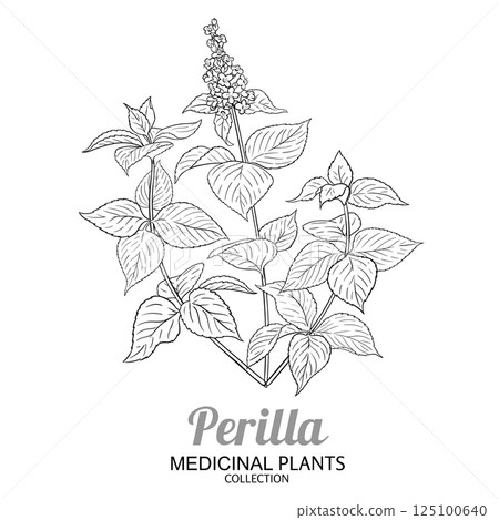 Perilla Plant with Flowers Outline Illustration. Perilla Plant with Flowers Outline Illustration. 125100640