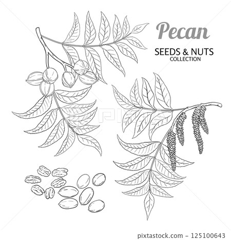 Pecan Branch Nuts Outline Illustration. 125100643