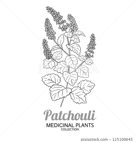 Patchouli Plant with Flowers Outline Illustration. Patchouli Plant with Flowers Outline Illustration. 125100645