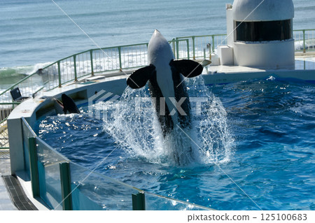 Killer whale making a big jump in a large pool Killer whale making a big jump in a large pool 125100683