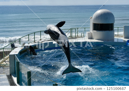 虎鯨在大水池中跳躍 虎鯨在大水池中跳躍 125100687