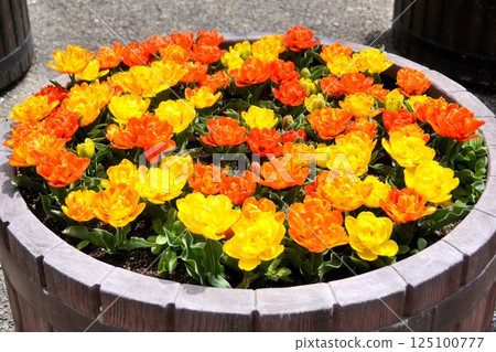 明亮的鬱金香花壇 明亮的鬱金香花壇 125100777