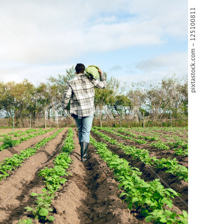 Harvest, farming and man walking on food farm for agriculture, sustainability and ecology on a field. Cabbage, vegetables and back of a farmer working on nutrition and plants in the countryside Harvest, farming and man walking on food farm for agriculture, sustainability and ecology on a field. Cabbage, vegetables and back of a farmer working on nutrition and plants in the countryside 125100811