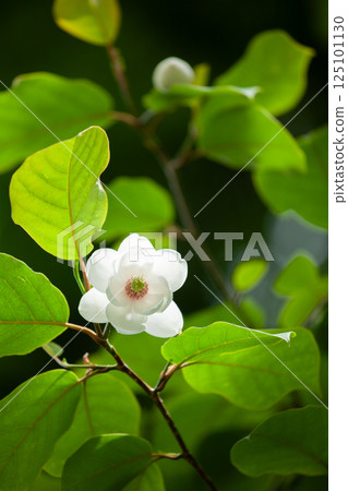 The mysterious white flower of Magnolia sieboldii blooming in the deep forest 2 125101130