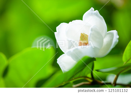 The mysterious white flower of Magnolia sieboldii blooming in the deep forest 4 The mysterious white flower of Magnolia sieboldii blooming in the deep forest 4 125101132