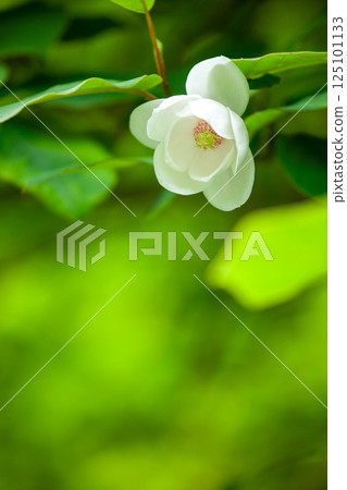 The mysterious white flower of Magnolia sieboldii blooming in the deep forest 5 125101133