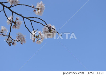 Blue sky and round cherry blossoms 125101430