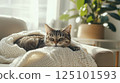 Cozy Cat Curled Up on Blanket in Sunlit Living Room 125101593
