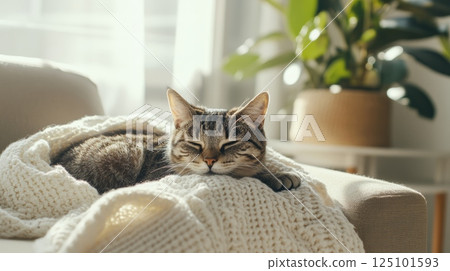 Cozy Cat Curled Up on Blanket in Sunlit Living Room 125101593
