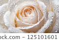 Dewy Petals of White Rose with Light Enhancing Delicate Texture 125101601
