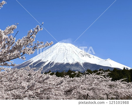 Cherry blossoms in full bloom and Mt. Fuji 125101988