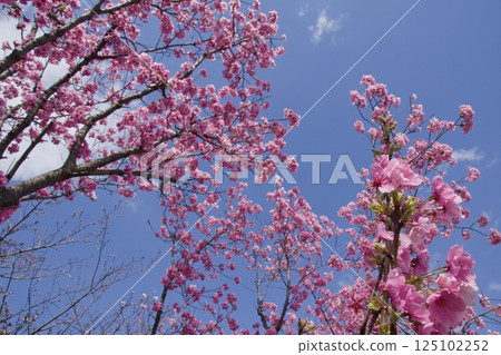Yoshioka River: Kawazu cherry blossoms in spring 125102252