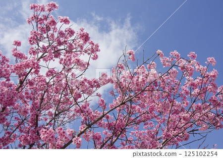 Yoshioka River: Kawazu cherry blossoms in spring Yoshioka River: Kawazu cherry blossoms in spring 125102254