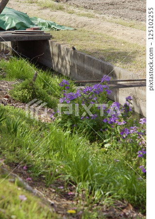 Yoshioka River, Kingfisher, Kawazu Cherry Blossoms in Spring Yoshioka River, Kingfisher, Kawazu Cherry Blossoms in Spring 125102255
