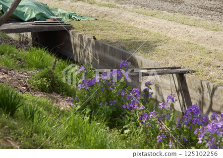 Yoshioka River, Kingfisher, Kawazu Cherry Blossoms in Spring 125102256