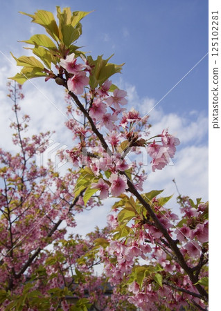 Kurashiki River: Kawazu cherry blossoms in spring 125102281