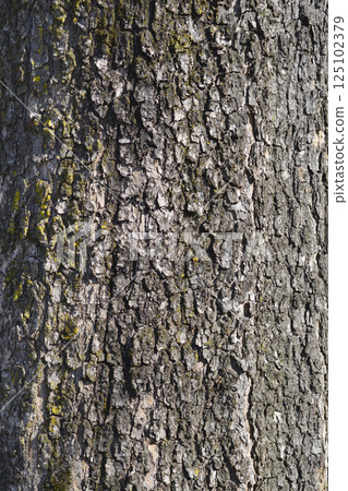 Common catalpa 125102379