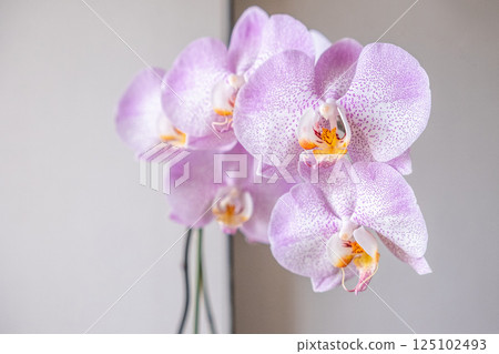 Delicate pink orchid blossoming in spring time Delicate pink orchid blossoming in spring time 125102493
