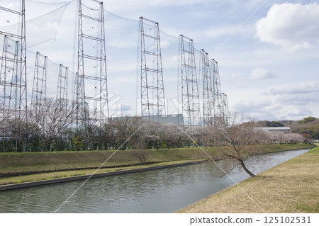 Kurashiki River, Kawazu cherry blossoms in spring, Somei Yoshino cherry blossoms in bloom 125102531