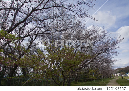 Kurashiki River, Kawazu cherry blossoms in spring, Somei Yoshino cherry blossoms in bloom Kurashiki River, Kawazu cherry blossoms in spring, Somei Yoshino cherry blossoms in bloom 125102537