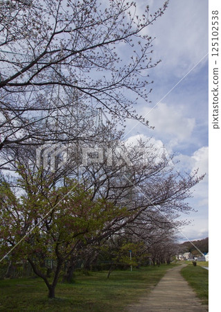 倉敷川、春天的河津櫻花、盛開的染井吉野櫻花 125102538