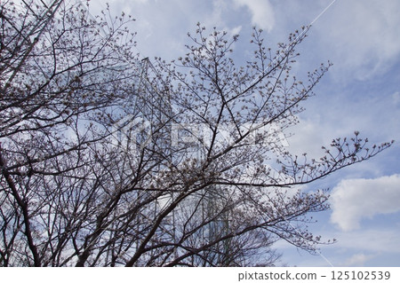 倉敷川、春天的河津櫻花、盛開的染井吉野櫻花 125102539