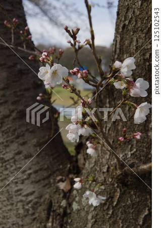 Kurashiki River, Kawazu cherry blossoms in spring, Somei Yoshino cherry blossoms in bloom 125102543