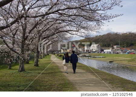 Kurashiki River, Kawazu cherry blossoms in spring, Somei Yoshino cherry blossoms in bloom 125102546