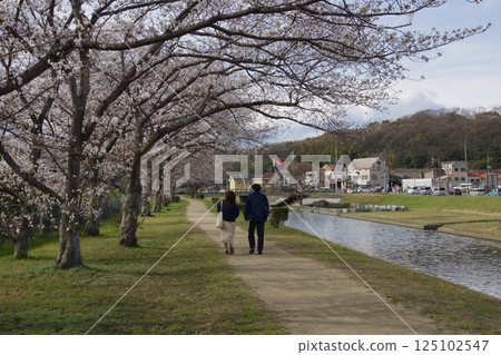 Kurashiki River, Kawazu cherry blossoms in spring, Somei Yoshino cherry blossoms in bloom 125102547