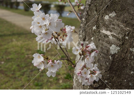 Kurashiki River, Kawazu cherry blossoms in spring, Somei Yoshino cherry blossoms in bloom 125102549