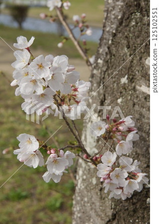 Kurashiki River, Kawazu cherry blossoms in spring, Somei Yoshino cherry blossoms in bloom 125102551