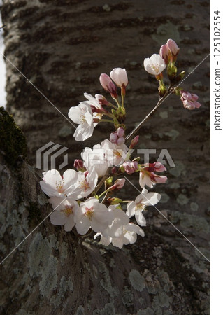 Kurashiki River, Kawazu cherry blossoms in spring, Somei Yoshino cherry blossoms in bloom 125102554