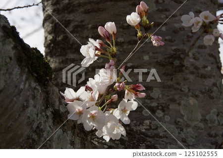 Kurashiki River, Kawazu cherry blossoms in spring, Somei Yoshino cherry blossoms in bloom 125102555