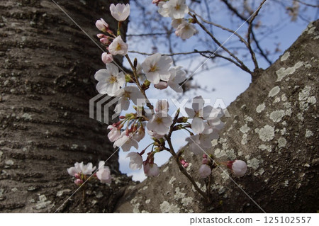 倉敷川、春天的河津櫻花、盛開的染井吉野櫻花 125102557