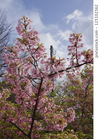 倉敷川、春天的河津櫻花、盛開的染井吉野櫻花 125102562