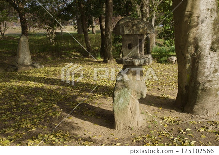 Kurashiki River, Kawazu cherry blossoms in spring, Somei Yoshino cherry blossoms in bloom 125102566