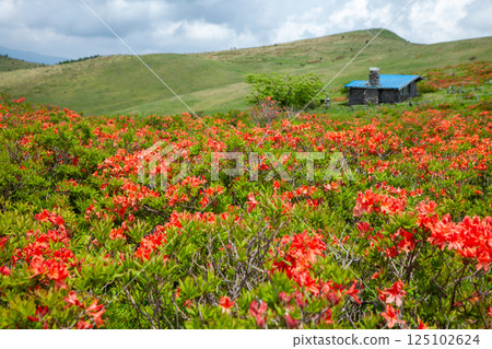 蓮月寺花海在梅雨季節的藍天映襯下閃閃發光 5 蓮月寺花海在梅雨季節的藍天映襯下閃閃發光 5 125102624