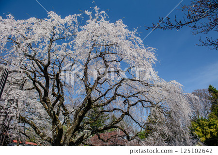 在實相寺院內觀賞身延山的垂枝櫻花樹（山梨縣） 125102642