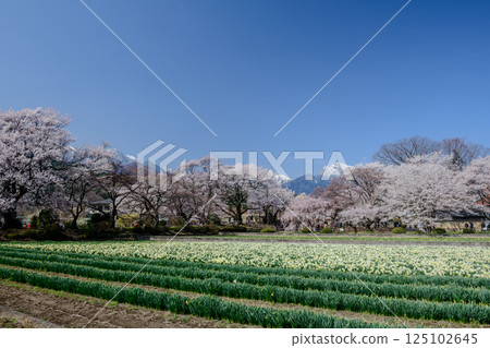 Yamataka Jindai Sakura and Mt. Kaikoma (Yamanashi Prefecture) 125102645