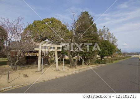 倉敷川、春天的河津櫻花、盛開的染井吉野櫻花 倉敷川、春天的河津櫻花、盛開的染井吉野櫻花 125102715