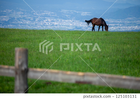 一匹馬在綠色的牧場上悠閒地吃草 125103131