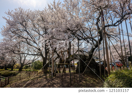 Yamataka Jindai Sakura (Yamanashi Prefecture) 125103157