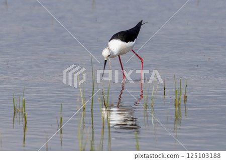 Close-up of black winged stilt perching in lake, Parc Natural dels Aiguamolls de l Emporda, Catalonia, Spain 125103188