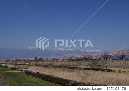 信州、松本、櫻花名勝、臼井川沿岸的櫻花樹、阿爾卑斯山的雪山、臼井川(一級河) 信州、松本、櫻花名勝、臼井川沿岸的櫻花樹、阿爾卑斯山的雪山、臼井川(一級河) 125103476