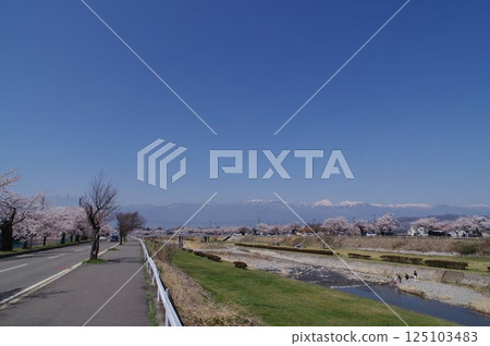 信州、松本、櫻花名勝、臼井川沿岸的櫻花樹、阿爾卑斯山的雪山、臼井川（一級河） 125103483
